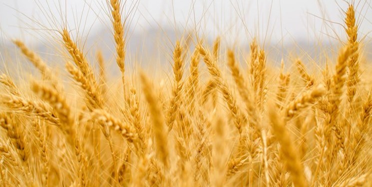 قیمت گندم در بازارهای جهانی