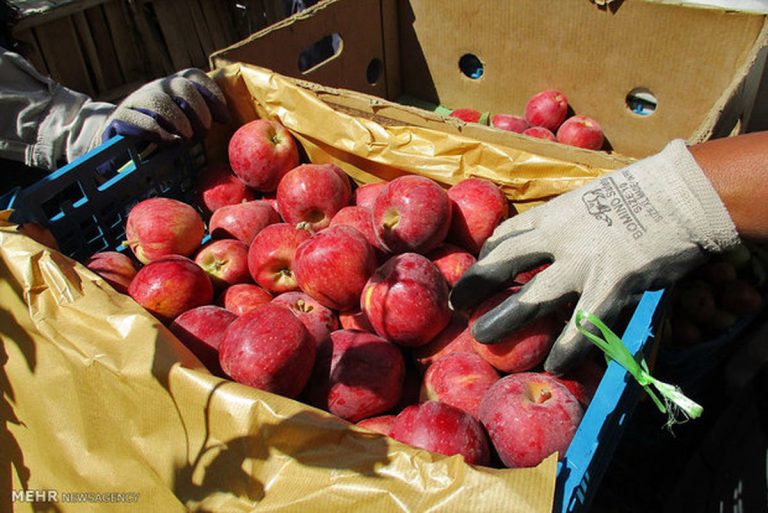 صادرات سیب