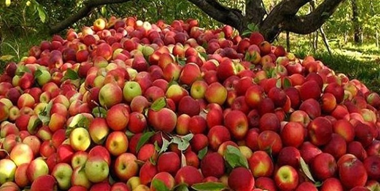 سیب ایران