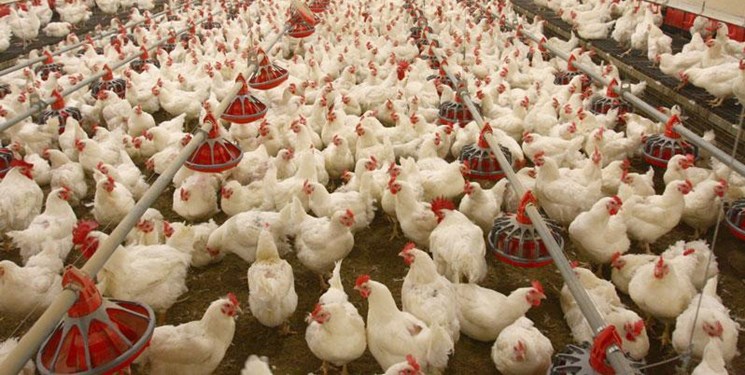 مشکلات تولید کنندگان مرغ